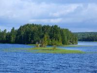 Grasansammlung vor kleiner Waldinsel im Onegasee